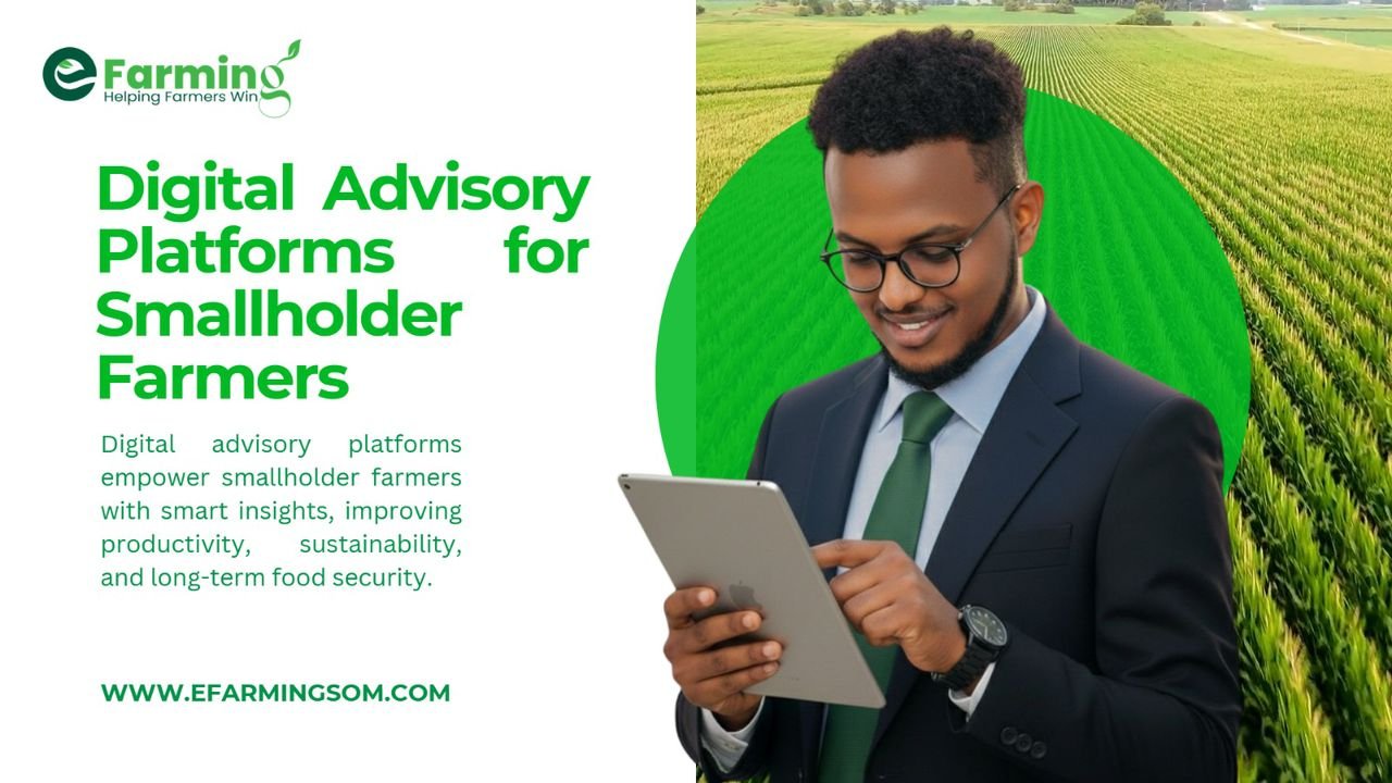 Digital Advisory & Farmer Training Program